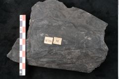 Foto (Detailansicht) von Noeggerathia palmaeformis Goeppert (NHMW-GEO-2024-0188-10738)